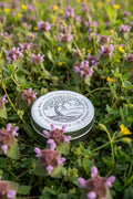 Purple Dead Nettle