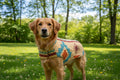 Dog Coat